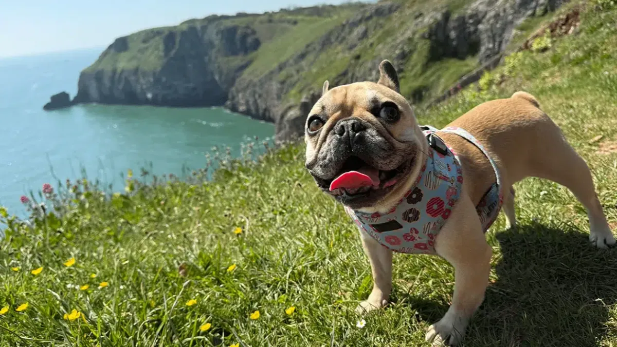 The Web Design Torquay bulldog on the clifftop above the sea at Berry Head, Brixham